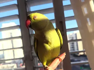 Parrots birds Green Indian Ring Neck Parrot - Male - parrot/cage - Advert 3