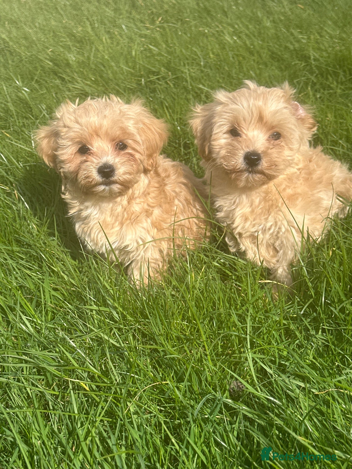 Maltipoo dogs Maltipoo boys ready now  - Advert 5
