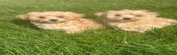 Maltipoo dogs for sale: Maltipoo boys ready now  - Advert 1