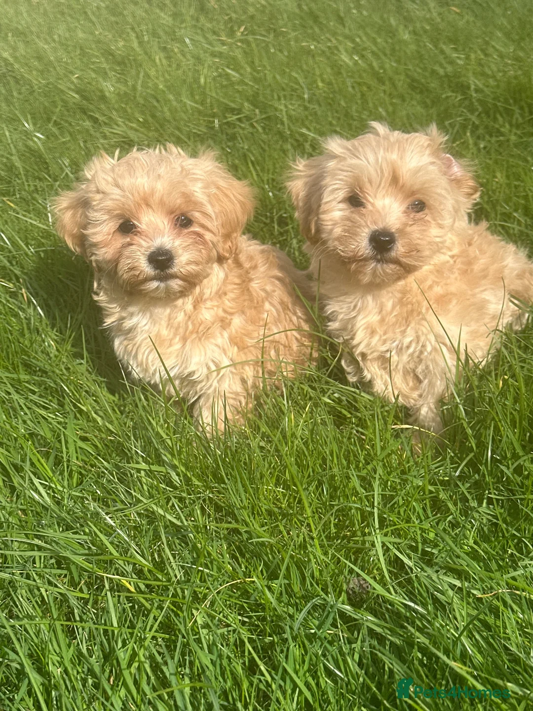 Maltipoo dogs for sale: Maltipoo boys ready now  - Advert 1