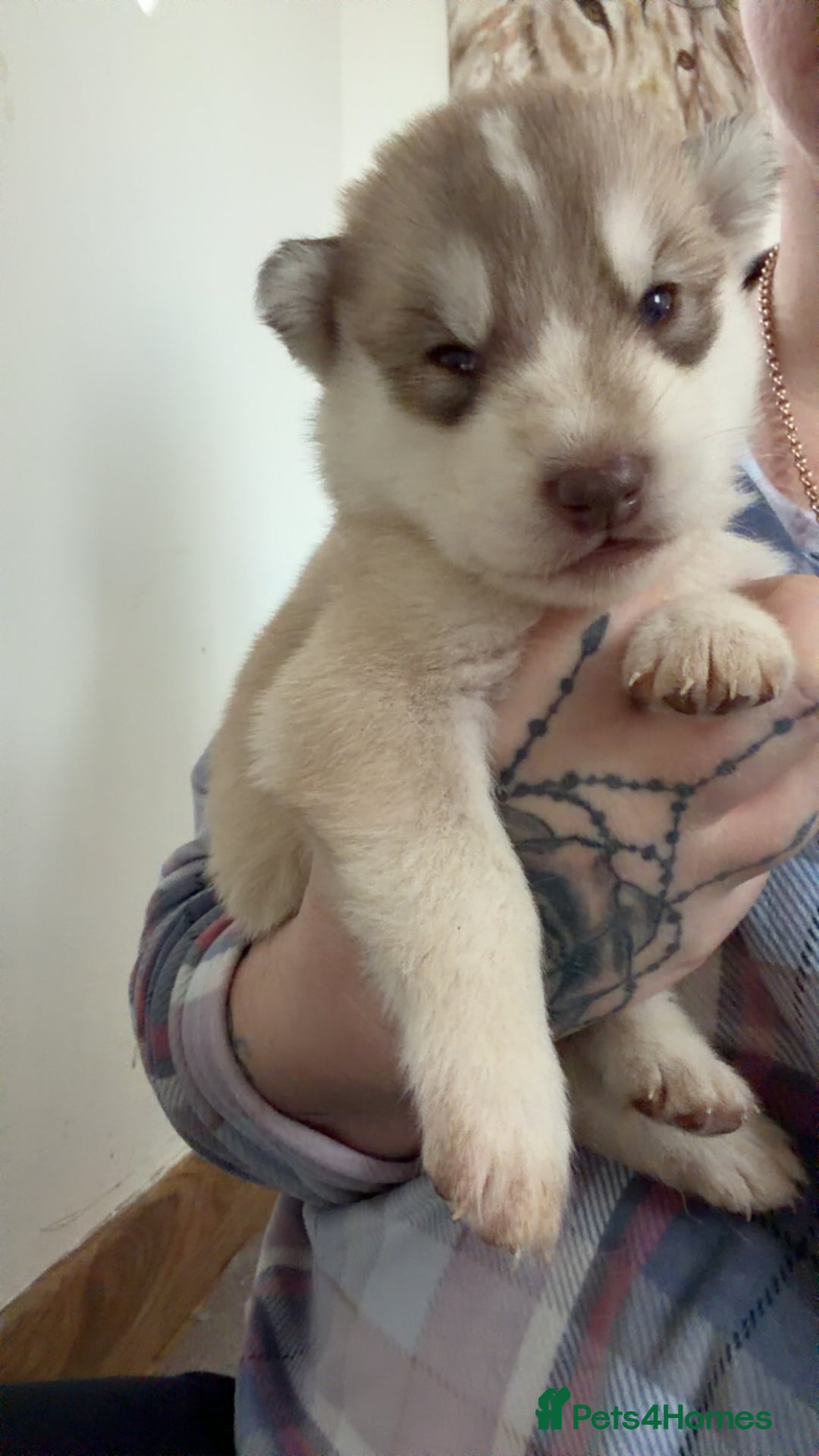 Shepsky dogs for sale: Northern innuit puppies - Advert 2