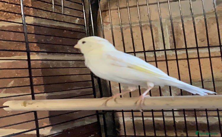 Canaries birds - Advert 3