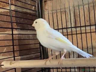 Canaries birds - Advert 1