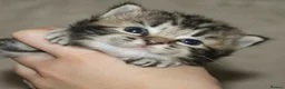 Ragdoll cats for sale: Ragcoon (Ragdoll X Maine Coon - Advert 3