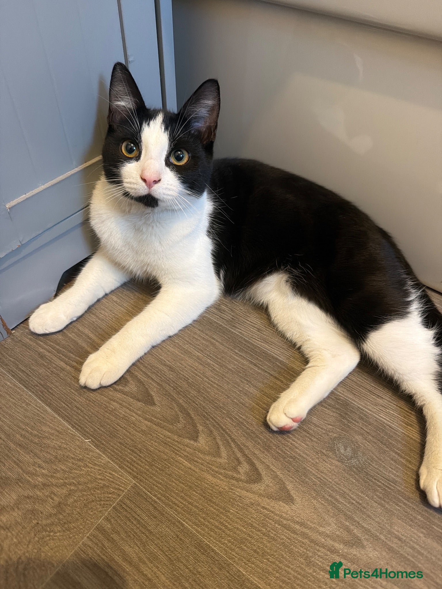 Mixed Breed cats Rehoming  - Advert 1
