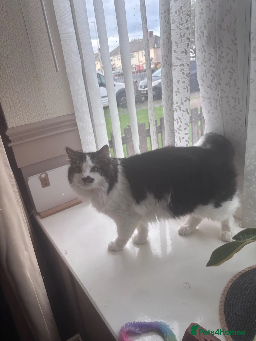 Mixed Breed cats for sale: Brother and sister cats  in Wolverhampton - Advert 6