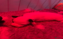 Sealyham Terrier dogs for sale: Sealyham terrier crosses  - Image 3