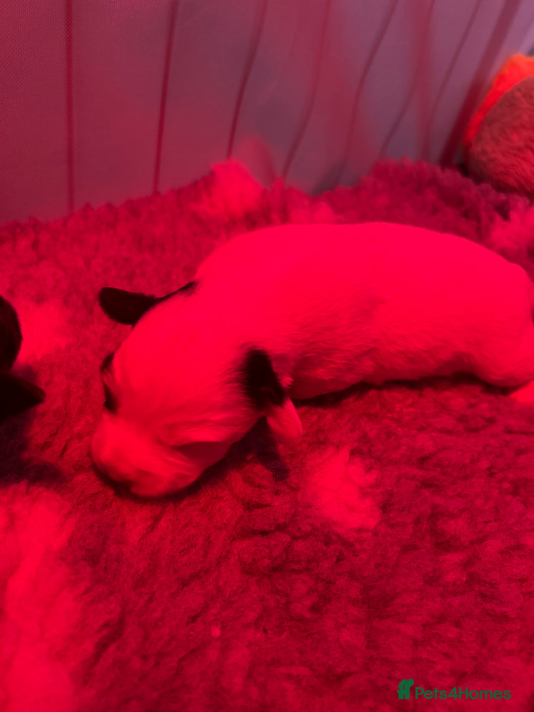 Sealyham Terrier dogs for sale: Sealyham terrier crosses  - Image 3