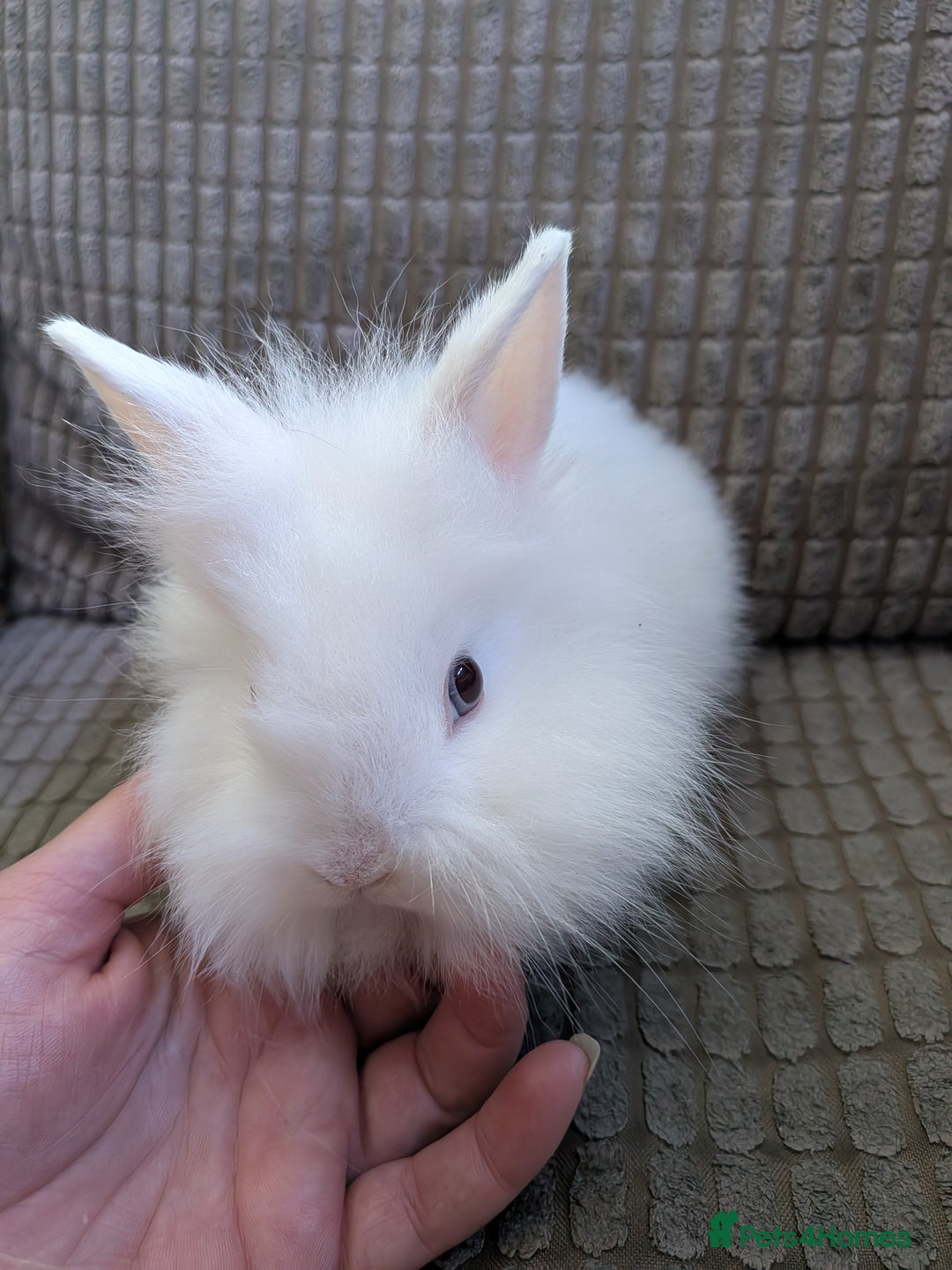 Lionhead rabbits for sale: Lionhead x Netherland dwarf - Image 12