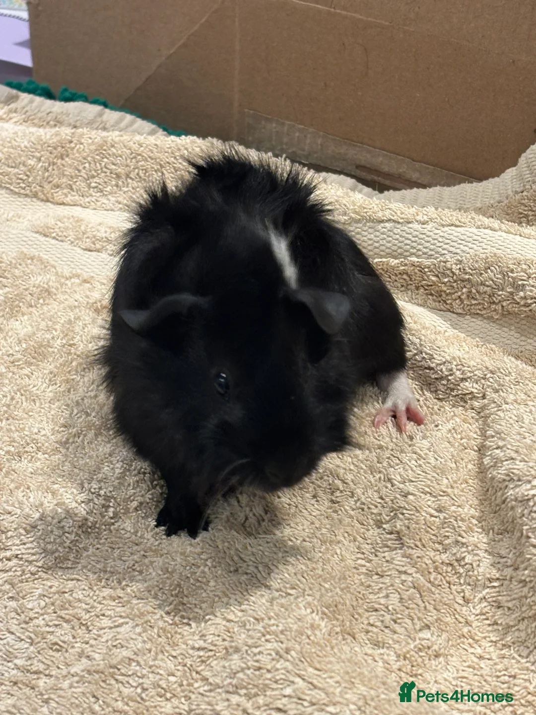 Guinea Pig rodents for sale: Male Baby Guinea Pig Brothers For Sale - Advert 9