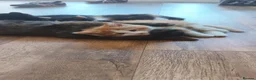 Mixed Breed cats for sale: Kittens for sale in Colchester - Advert 10