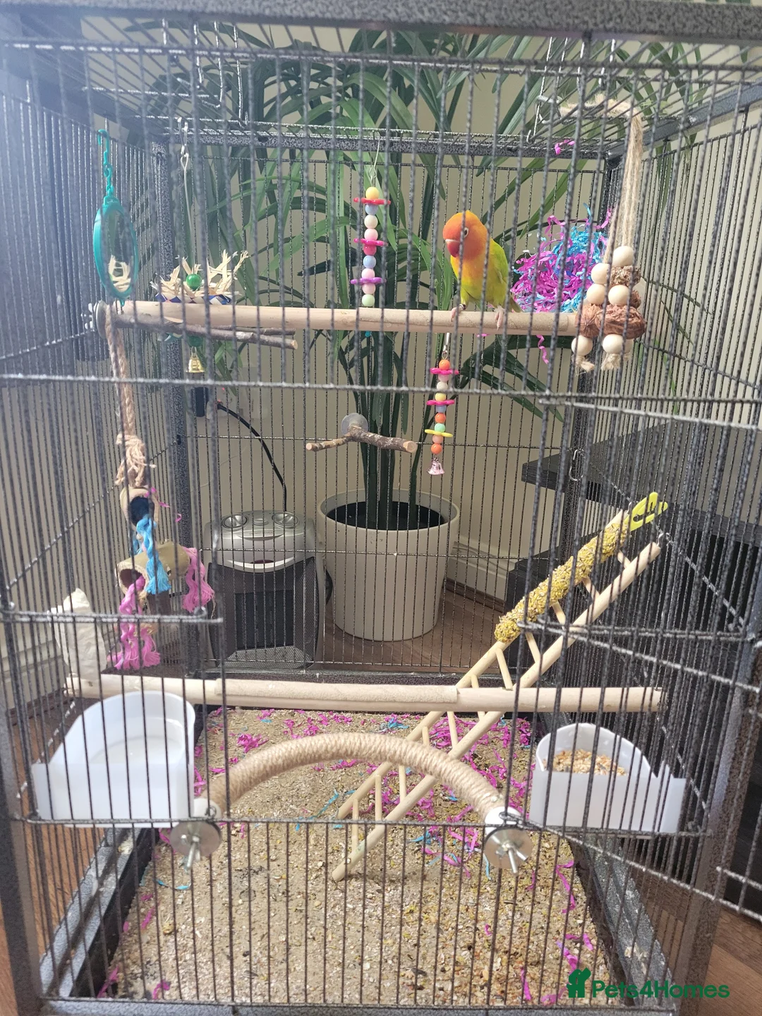 Lovebirds birds for sale: Lovebird and cage  in Burnley - Advert 1