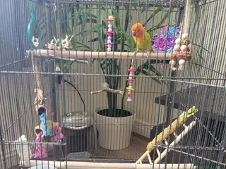 Lovebirds birds Lovebird and cage - Advert 1