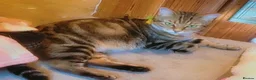 Mixed Breed cats for sale: Stunning Norwegian x tabby British blue kittens  - Advert 1