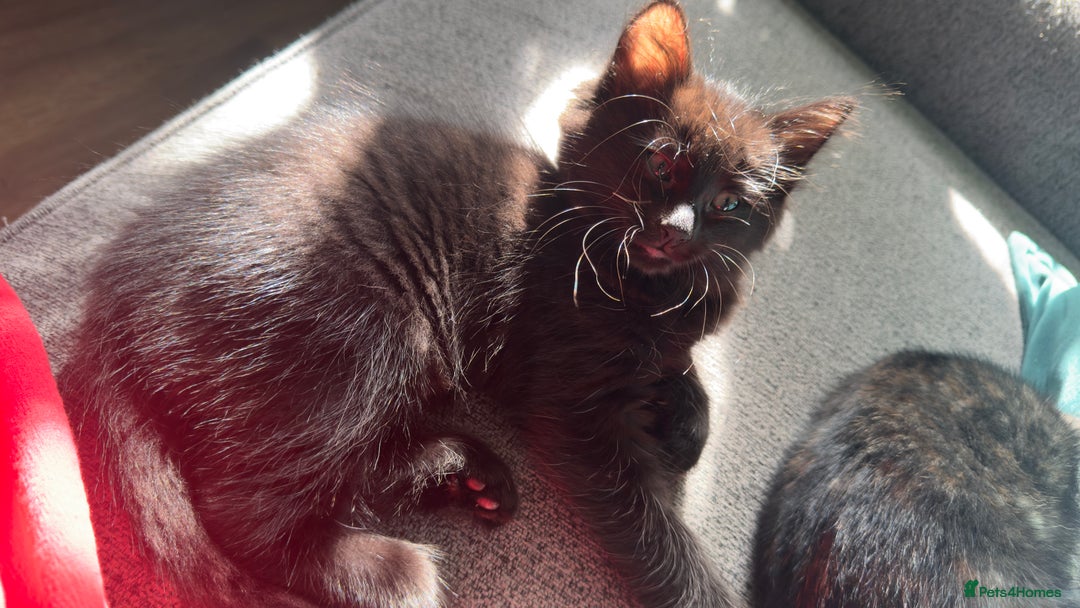 Mixed Breed cats for sale: Beautiful kittens!!!!! READY NOW!!! - Image 24