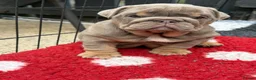 English Bulldog dogs for sale: British bull dog puppy’s  - Advert 18