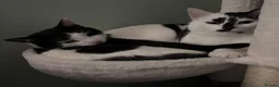 Mixed Breed cats for sale: REHOMING: 2 Black/White Cats, Siblings in Whitley Bay - Advert 3