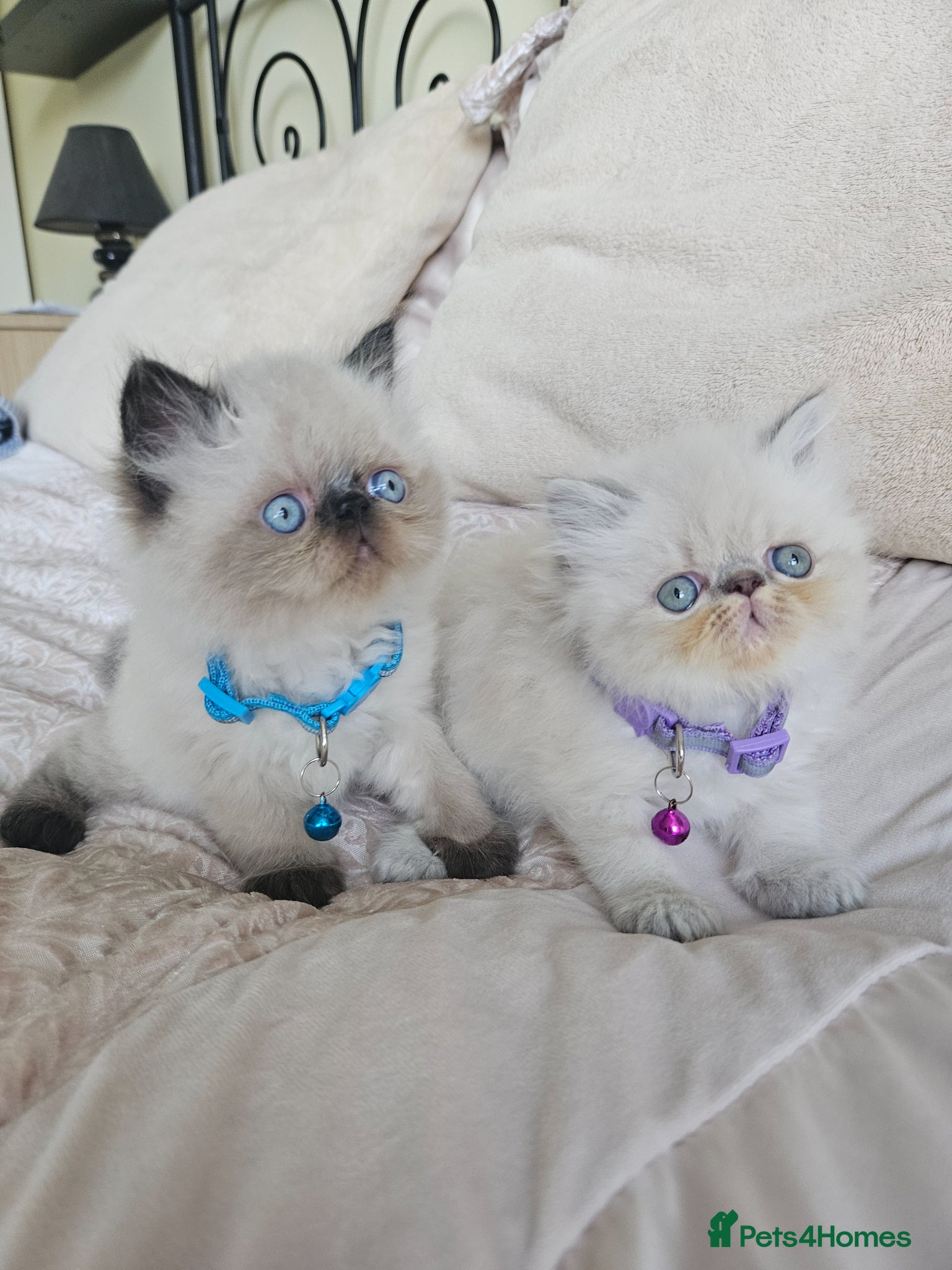 Persian cats 😻Stunning Pedigree Persian Kittens😻  - Advert 10