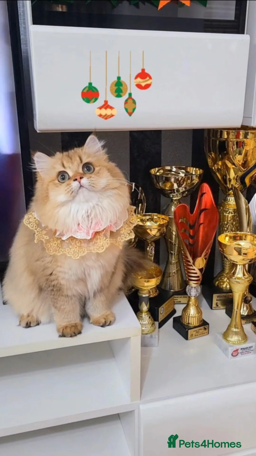 British Longhair cats for sale: Luxury by 11 Golden Shaded Female- Champion Lines - Advert 1