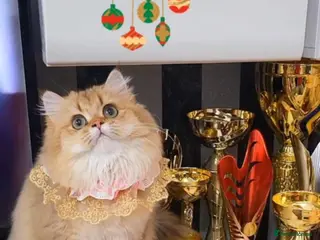 British Longhair cats Luxury by 11 Golden Shaded Female- Champion Lines - Advert 1