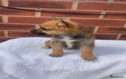 Mixed Breed dogs for sale: Jack Russel cross Pomeranian puppy’s  - Image 2