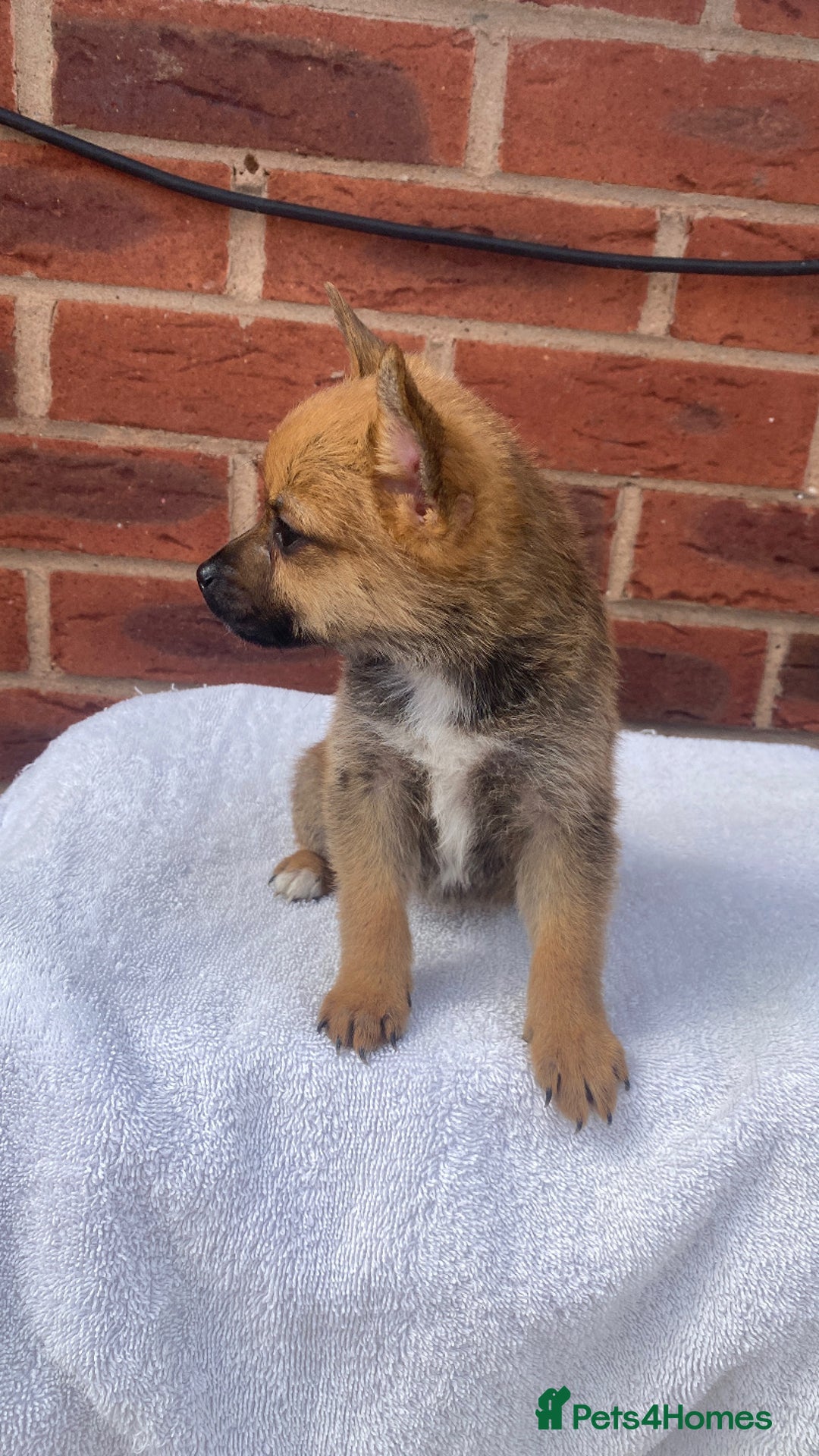 Mixed Breed dogs for sale: Jack Russel cross Pomeranian puppy’s  - Image 2