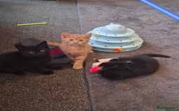 Mixed Breed cats for sale: 3 adorable male kittens  - Image 1