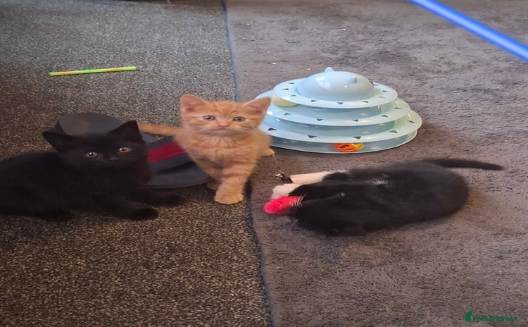 Mixed Breed cats - Advert 10