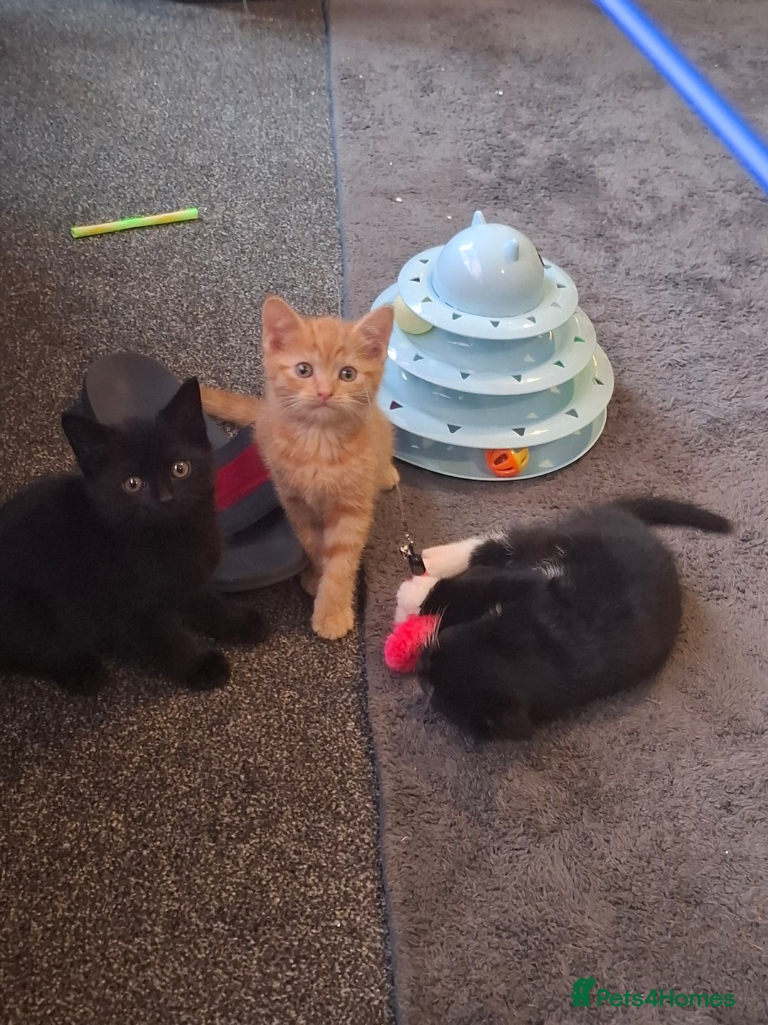 Mixed Breed cats for sale: 3 adorable male kittens  - Image 1