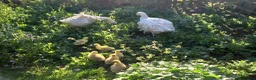 Geese poultry for sale: Sebastapol Hatchlings For Sale - Advert 5