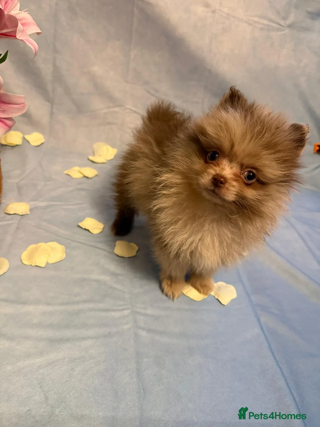 Pomeranian dogs for sale: Pomeranian puppies - Advert 4