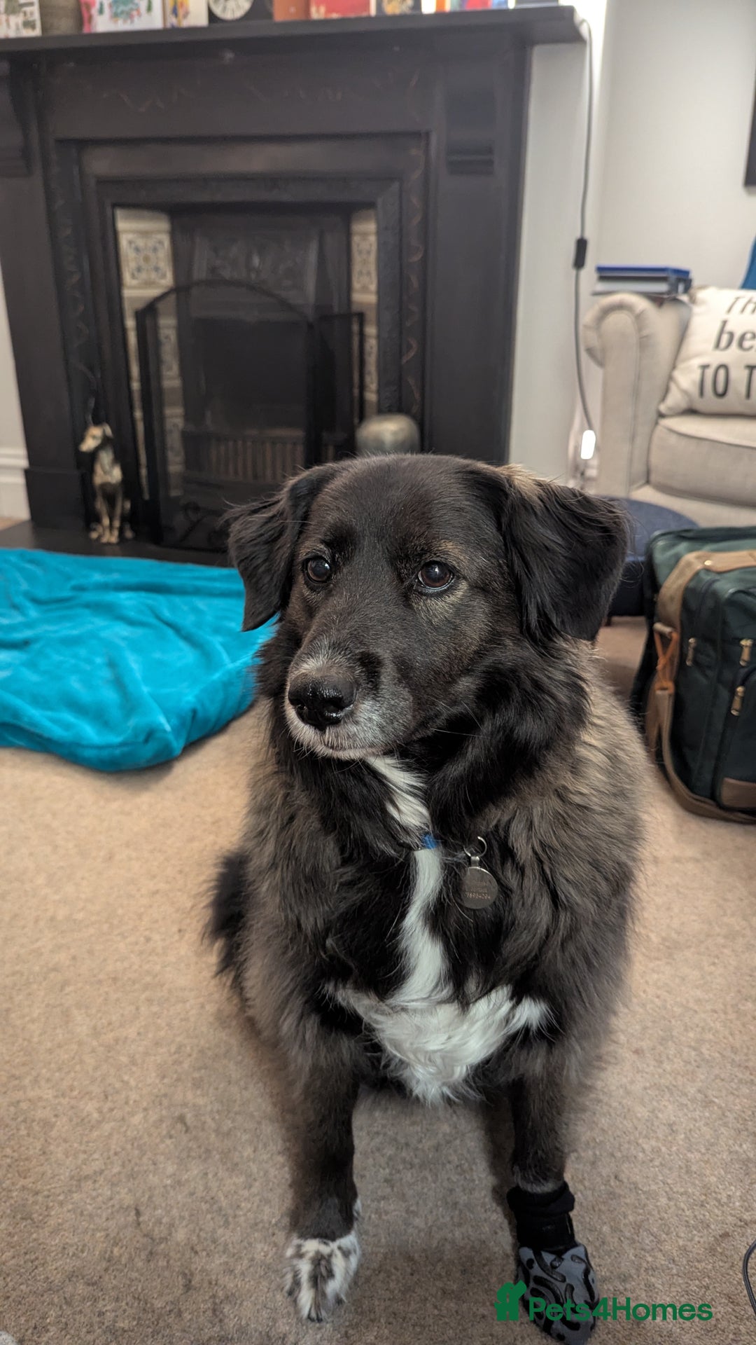 Mixed Breed dogs for adoption: Ruskin - 8 years old, Female, Mixed Breed - Advert 3