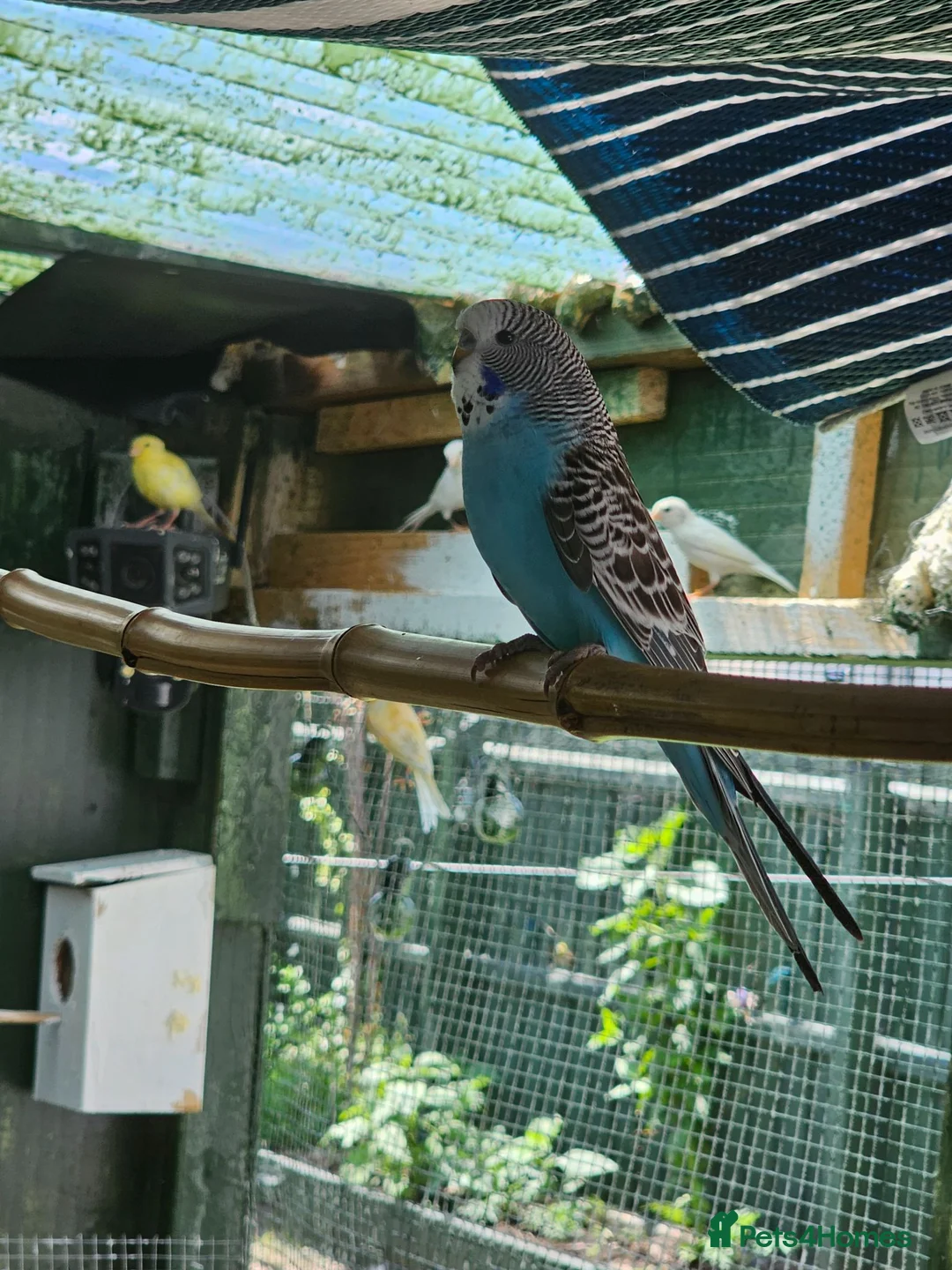 Budgerigars birds for sale: Budgies  in Leicester - Advert 2