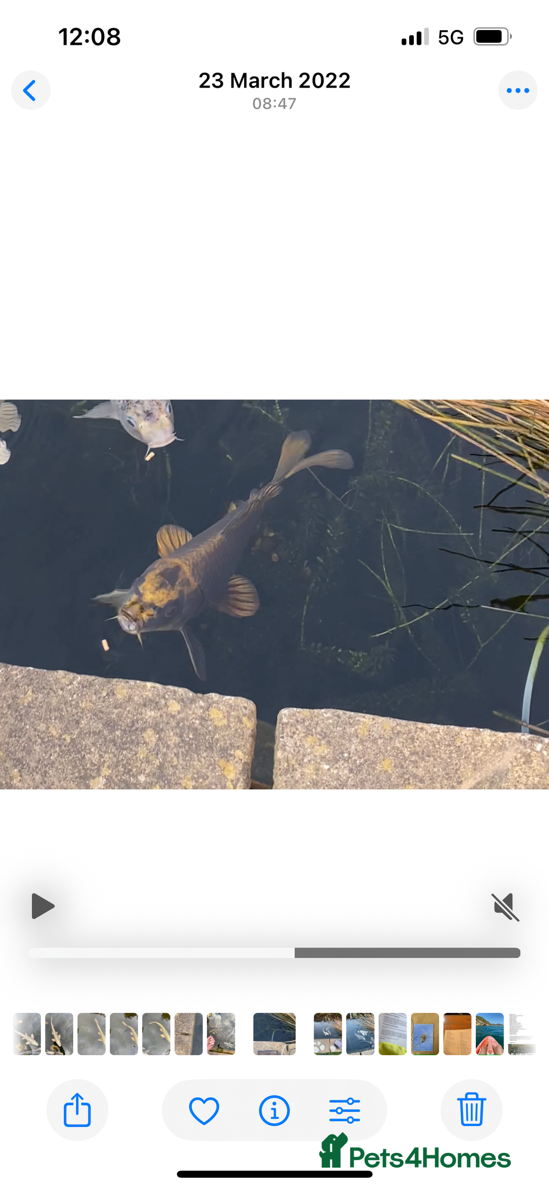 Koi Carp fish for sale: Black and gold Koi - Image 2