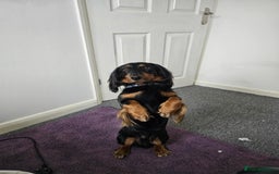Dachshund dogs for stud: Long haired Dachshund for Stud  - Image 7