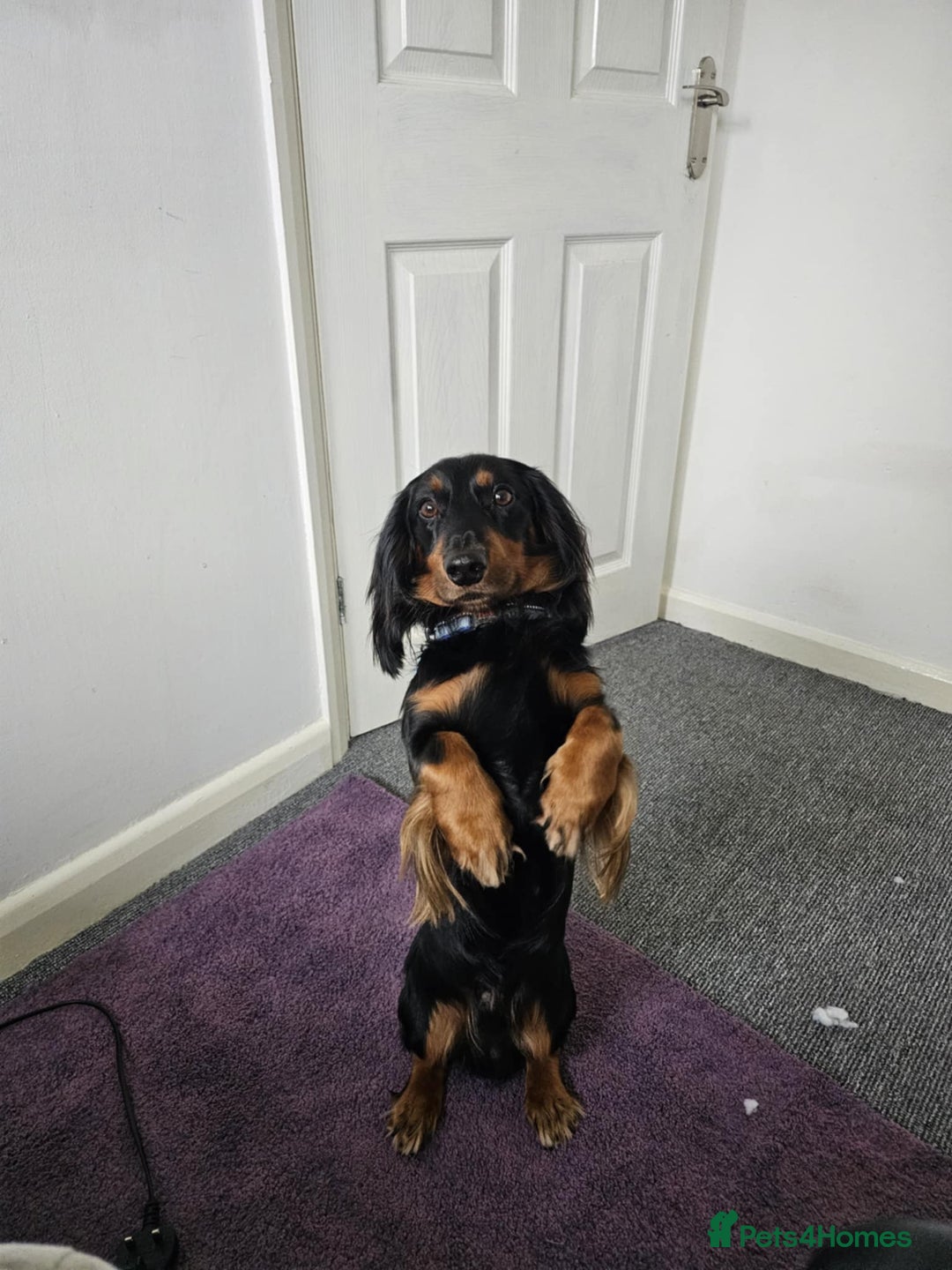Dachshund dogs for stud: Long haired Dachshund for Stud  - Image 7