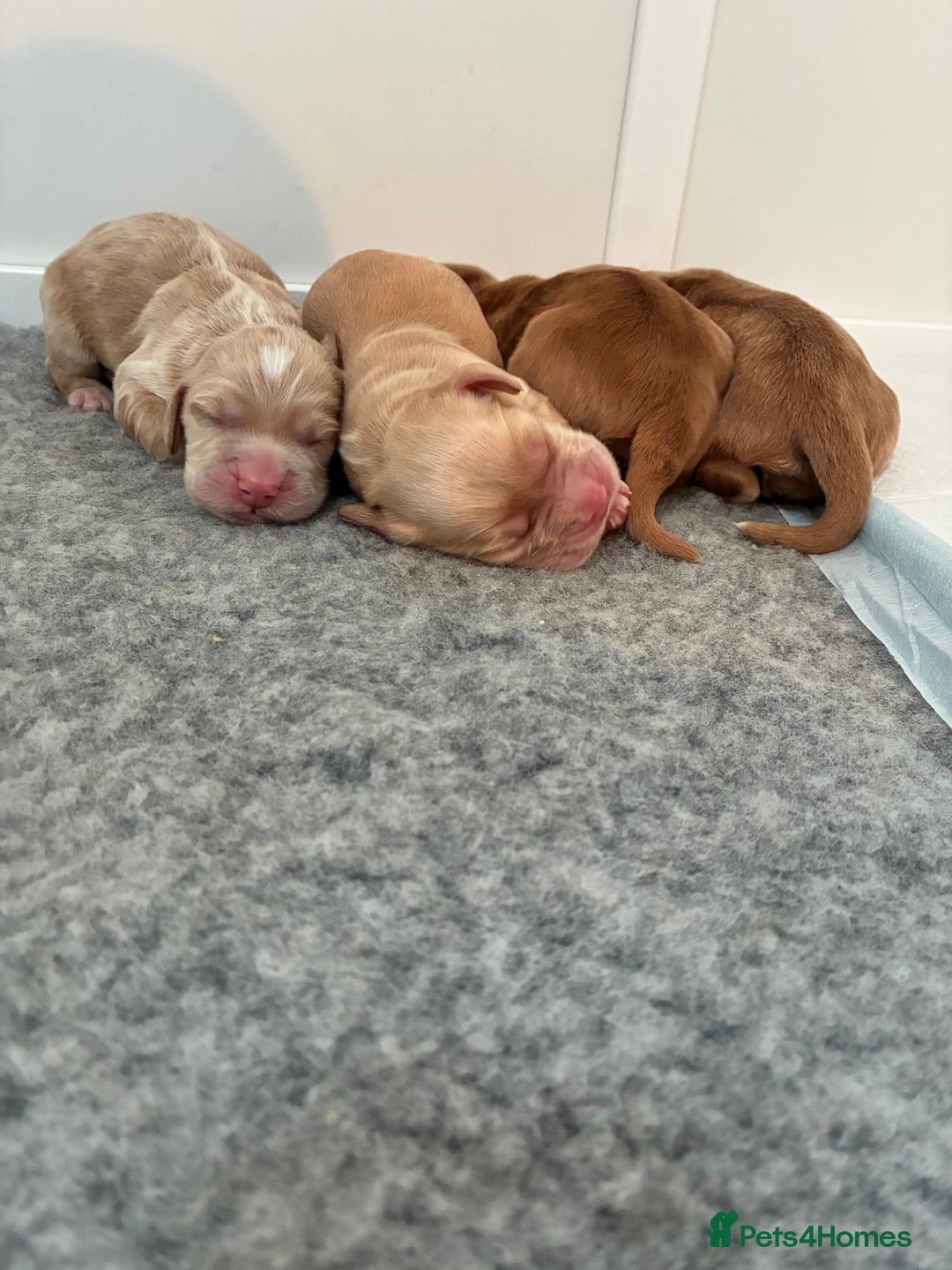 Cocker Spaniel dogs for sale: KC Registered and Vet checked Pups - Advert 2