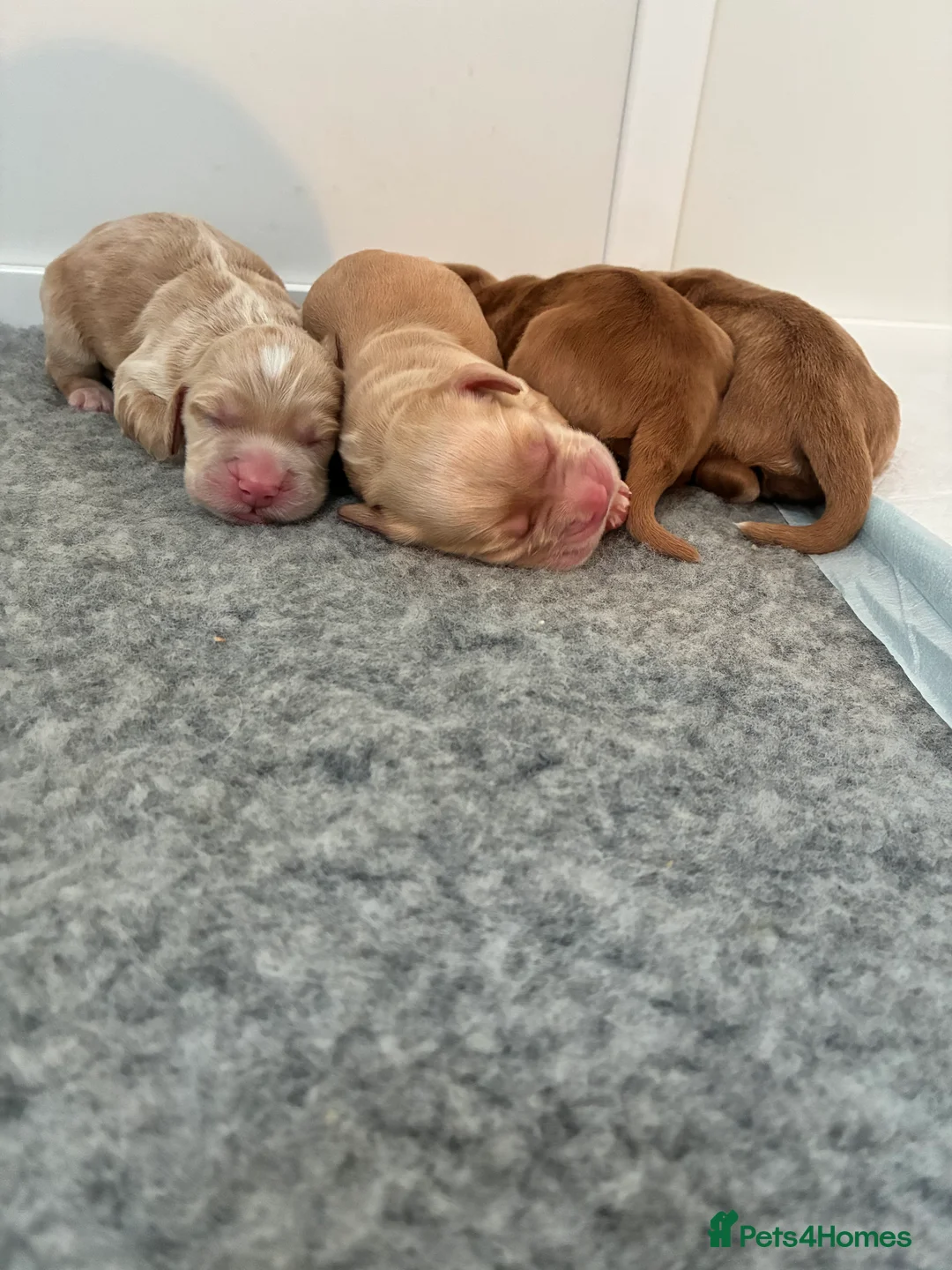 Cocker Spaniel dogs for sale: KC Registered and Vet checked Pups - Advert 25