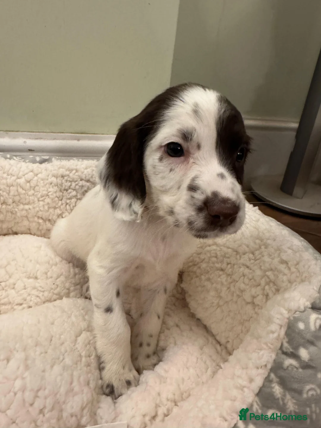 Sprocker dogs for sale: Docked Sprocker Spaniel Puppies - Advert 6