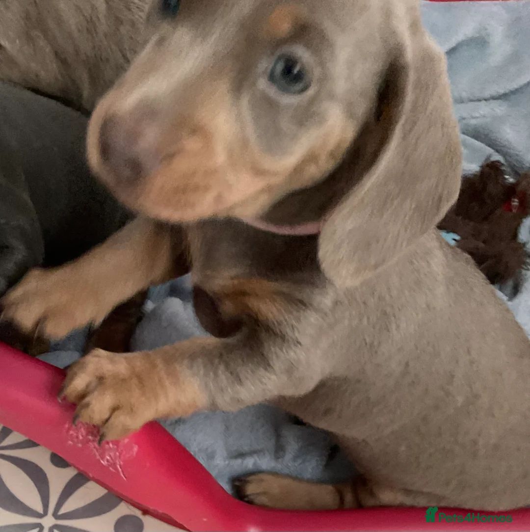 Miniature Dachshund dogs for sale: Miniture dachshunds for sale in Southport  - Advert 19