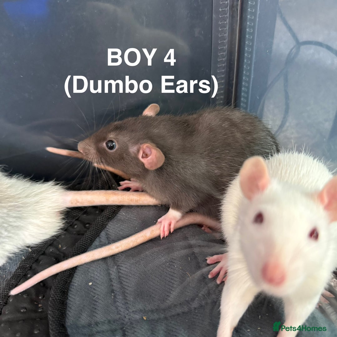 Rat rodents for sale: Baby Rats - Dumbo & Rex  - Image 9