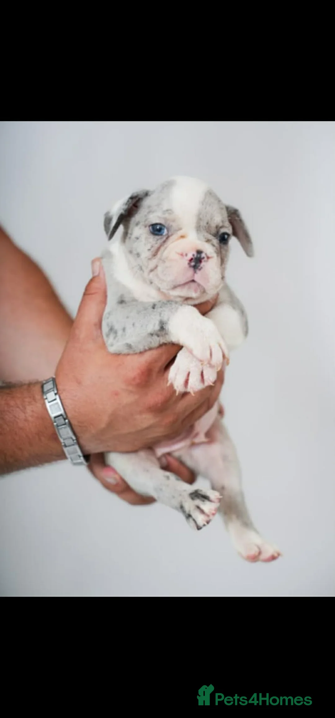 French Bulldog dogs for sale: French bulldog puppies  - Advert 2
