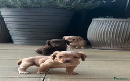 Cocker Spaniel dogs for sale: Out standing  Health tested working cockers  - Image 10