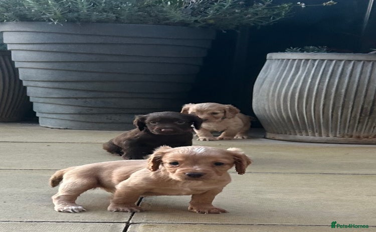 Cocker Spaniel dogs Out standing  Health tested working cockers  - Advert 14