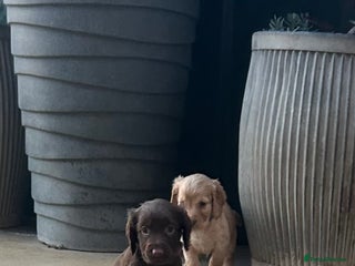 Cocker Spaniel dogs Out standing Health tested working cockers - Advert 13