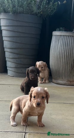 Cocker Spaniel dogs Out standing Health tested working cockers - Advert 14