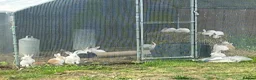 Mixed Breed rabbits for sale: Mixed baby rabbits - Advert 7