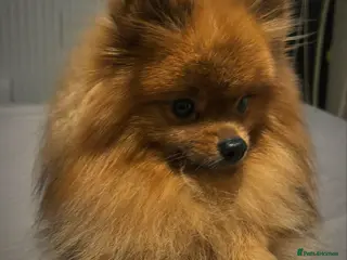 Pomeranian dogs Orange Sable Pomeranian for Stud in Cheltenham - Advert 2