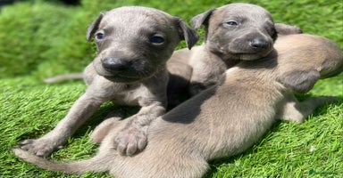 Whippet dogs - Advert 3