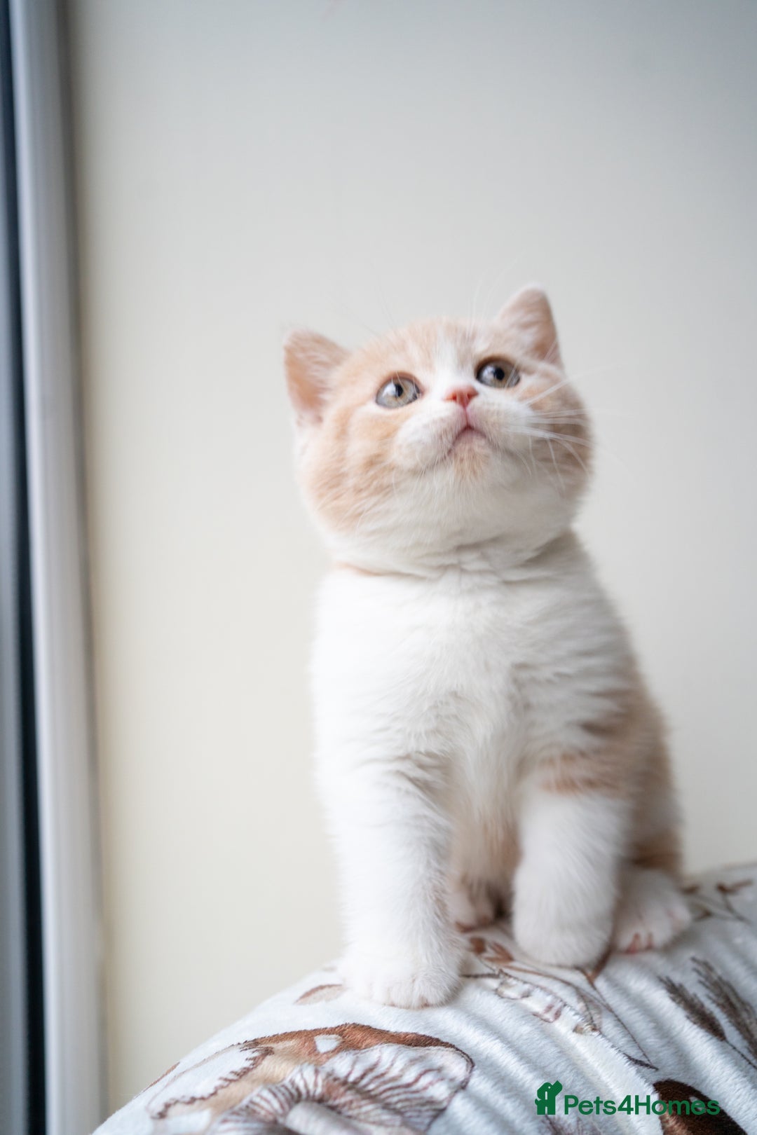 British Shorthair cats for sale: Two lovely boys left  - Advert 9